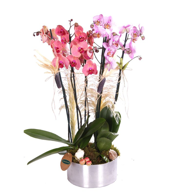 Renkli Premium Orkideler