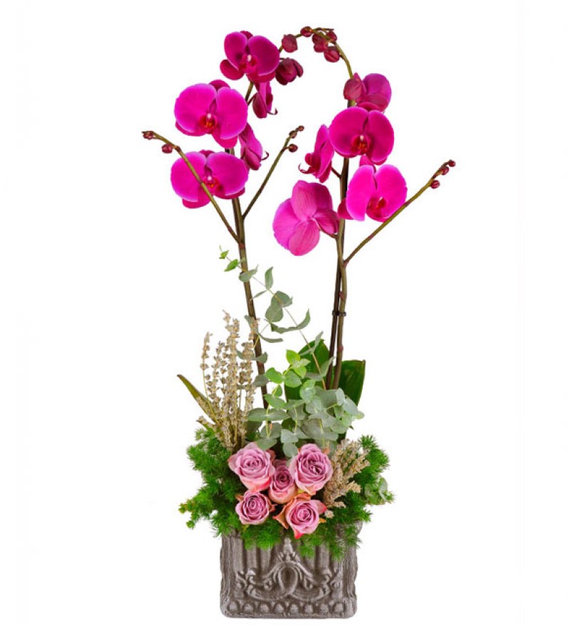Feelings Çift Dal Mor Orkide