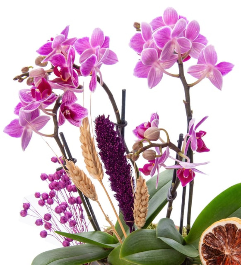 Kiremit Saksıda 4 Dal Mini Çiftli Mini Orkide