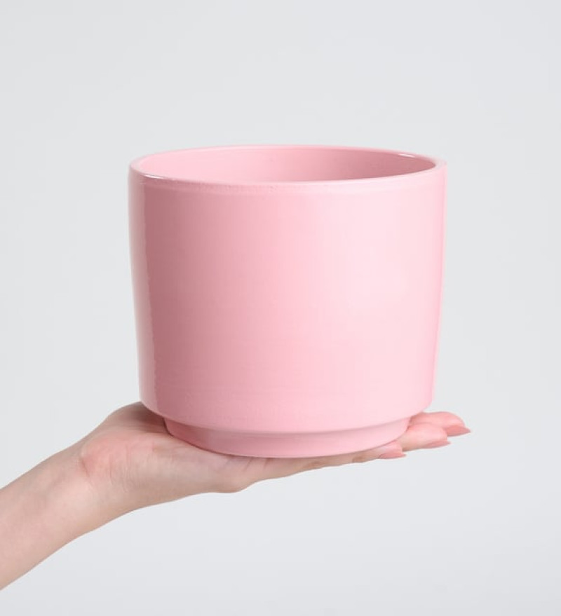 Pembe Beton Saksıda Çiftli Mor Orkide