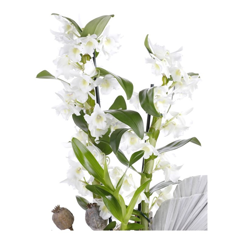 Bliss White Dendrobium Orkide