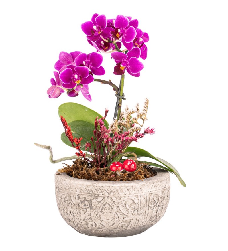  Mini Orkide Tasarım